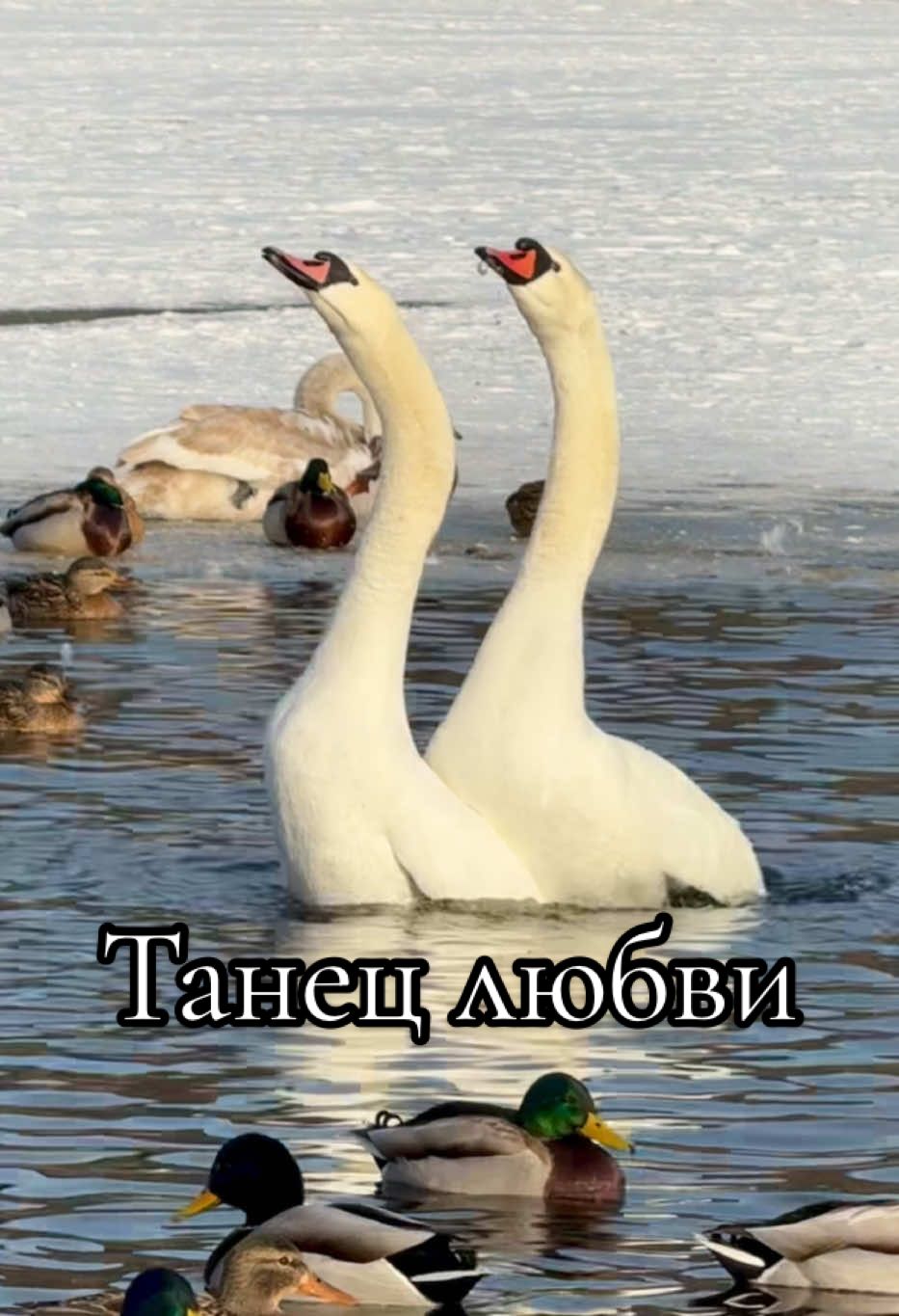 Танец любви лебедей сегодня на зимовке.  🦢🤍🦢 #лебедь #swan #милоевидео #зимовка #лебеди #swans #любовь❤ #мило #танецлюбви 