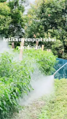 marbatuk mudar ma ra kin on 🤣#fypシ #fypdongggggggg #petaniindonesia🇮🇩🇮🇩🇮🇩🌿🌿 