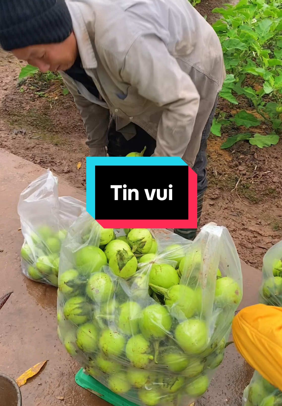 Bố mẹ em vui lắm, cứ cười mãi thôi #mailyxaykenh #nongnghiep #cuocsongthuongngay #dailyvlog #bome #xuhuongtiktok #xuhuong 