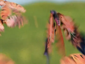 this movie is so beautiful #thelovelybonesedit #thelovelybonesmovie #thelovelybones #susiesalmon #cocteautwins #aestheticedits #nostalgia #viral #viralvideo #fyppppppppppppppppppppppp 