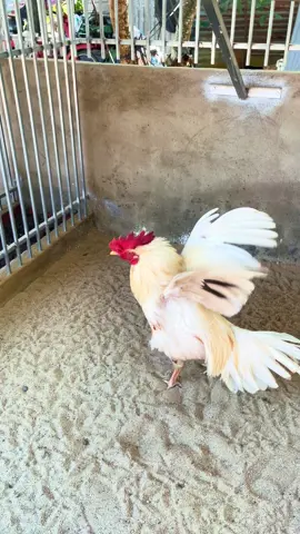 Tơ vô lỏn lẻn không cự Dùng T97 nha Ae#ganoi #ganoi #tuanbentre #thuoctuanbentre #gada #thuocnuoigada #t97 #xuhuongtiktok2025 #tiktokshop #thuocnuoigahieuqua 