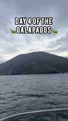 Day 4 of the Galapagos and we’re in Isabela and Fernandina (the westernmost island of the Galapagos)! We started the morning hiking in Urbina Bay in Isabela where we spotted land iguanas and tortoises before snorkeling off the beach. Then, we spent the afternoon in Punta Espinoza at Fernandina where we snorkeled and went for a hike to spot sea lions, marine iguanas, and more! #galapagos #galapagosislands #galapagostortoise #galapagos🐢 #galapagosisland #galapagosecuador🇪🇨 #galapagostravelguide #ecuadorisallyouneed #couplestravel 