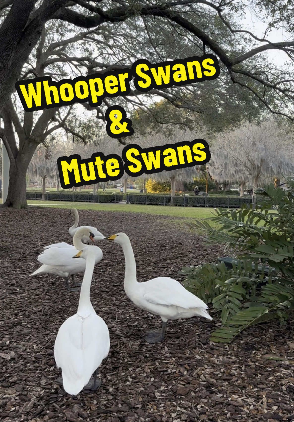 Whooper Swans talking! Mute Swans in background! The Whoopers are named Lynn and Stan! #Swans #Birds #ForYou #Animals #ForYouPage #ForYou #BirdsOfTikTok #LakeEola #MuteSwan #WhooperSwan