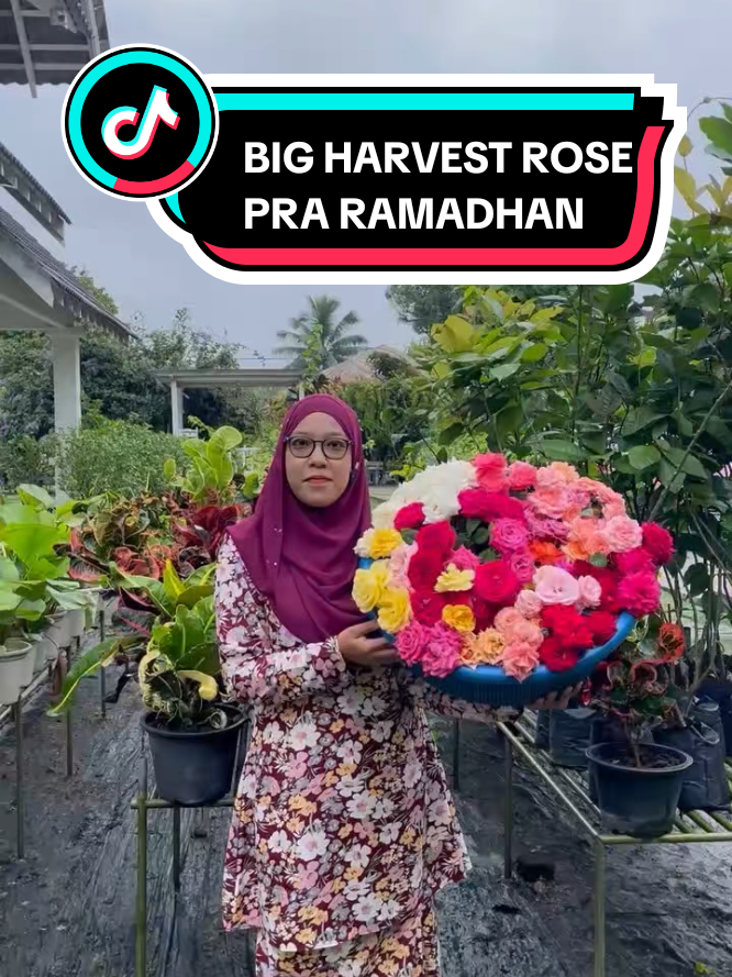Harvest Roses Pra Ramadhan Jemput datang beramai-ramai ke zety roses untuk dapat kuntuman bunga secara percuma pada hati jumaat dan sabtu ni ya🌹🌹 #zetyroses #terengganu #tamanrosterbesardimalaysia #OOTD 