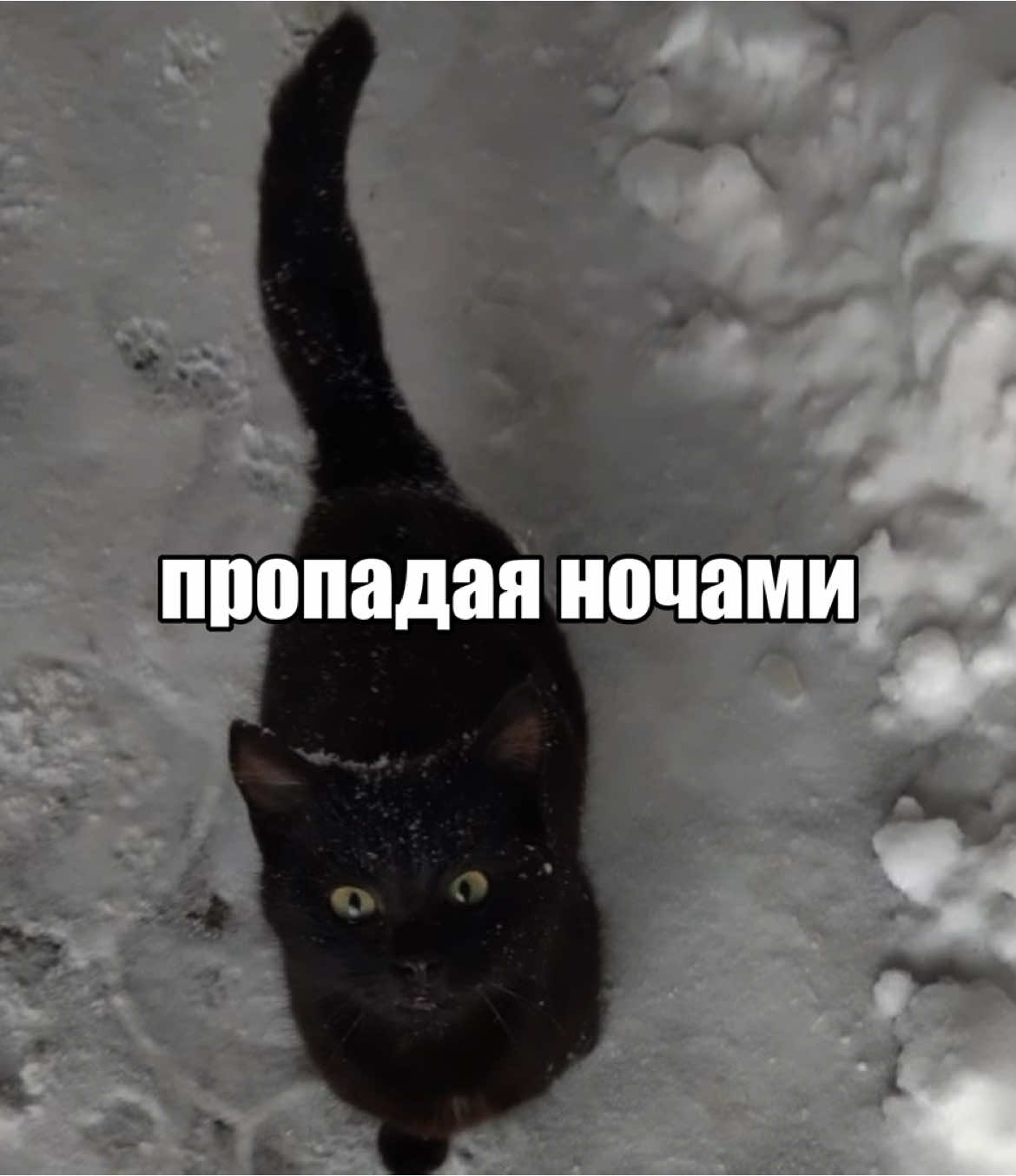 мосты-морозы #текстпесни #морозы #мосты #lyrics #щп #song 