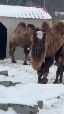 Happy Hump Day! 🐫 #bactriancamel 