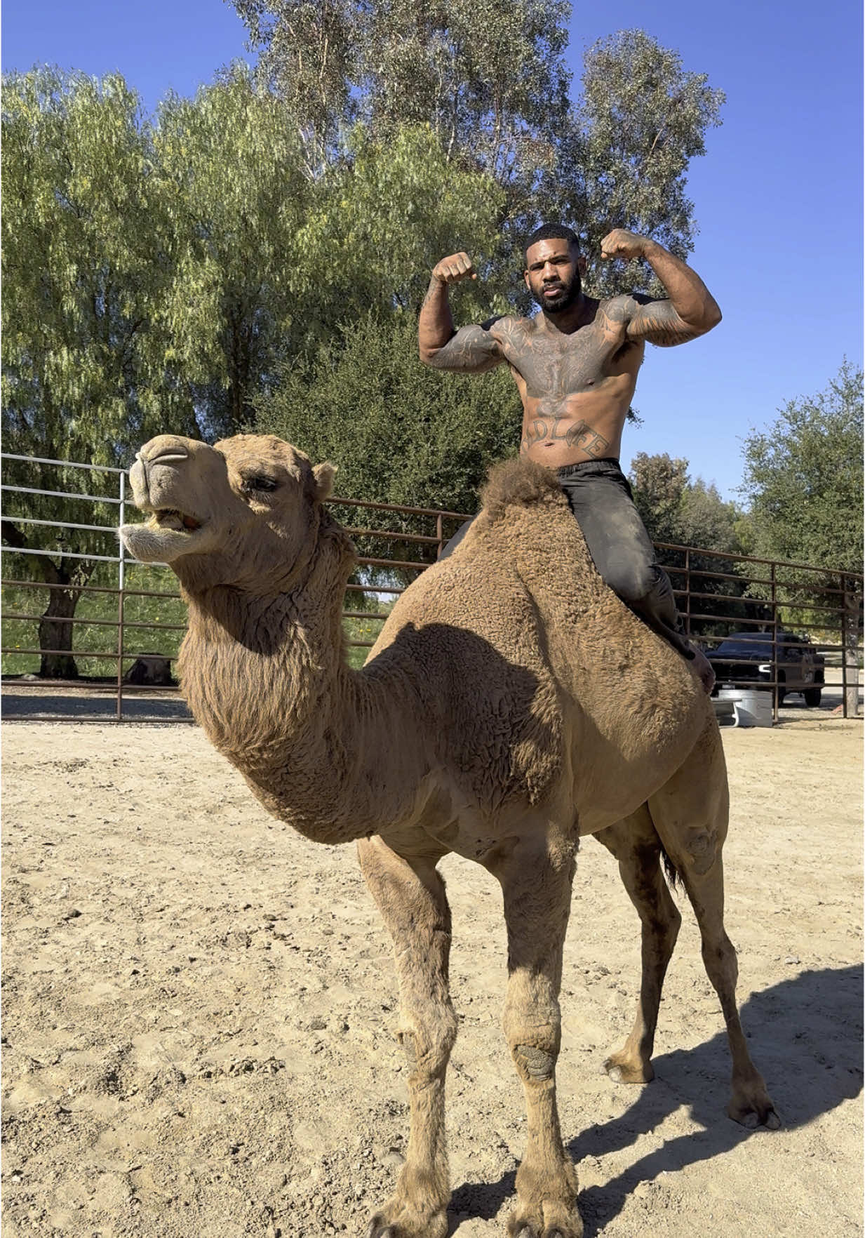 Feels good to be apart of the herd 🐪 Comment your thoughts ❤️ #fyp #tiktok #viral #animals #camel #california 