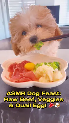 Caju eats beef - his favourite!  #dogsoftiktok #rawdietfordogs #maltipoo #puppylove #dogmukbang 