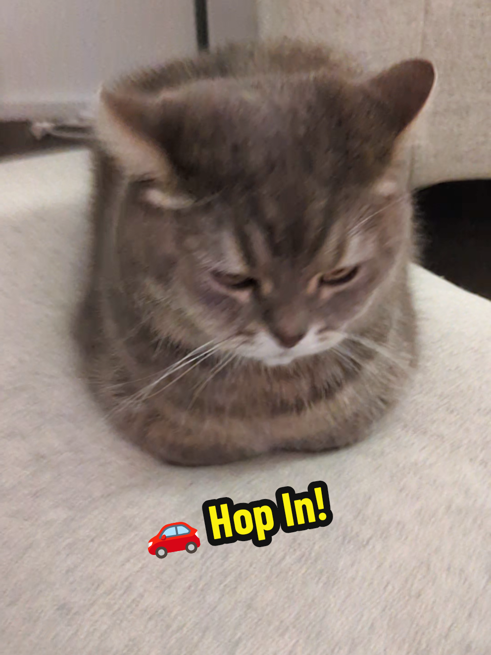 🚗 Your Bouncing Loaf Car Is Ready! 🍞😸 Hop In! #cat #cute #catsoftiktok 