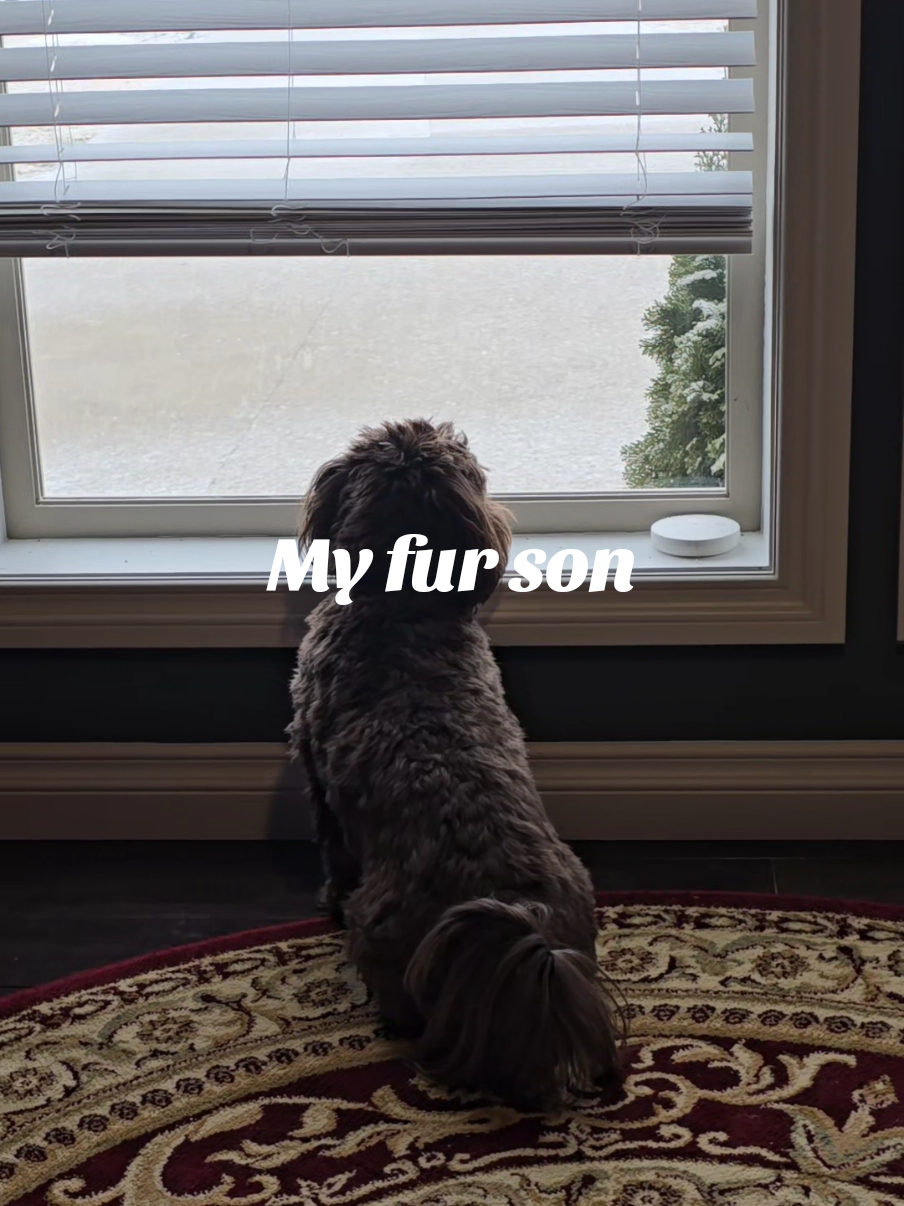 No wonder he's always tired!😂 #dogsoftiktok #doglife #havapoo 