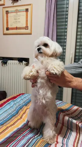 Tichi ta tichi ta #viral #neiperte #perte #tiktok #CapCut #foryou #dog #cani #maltese #toy @Adeline 