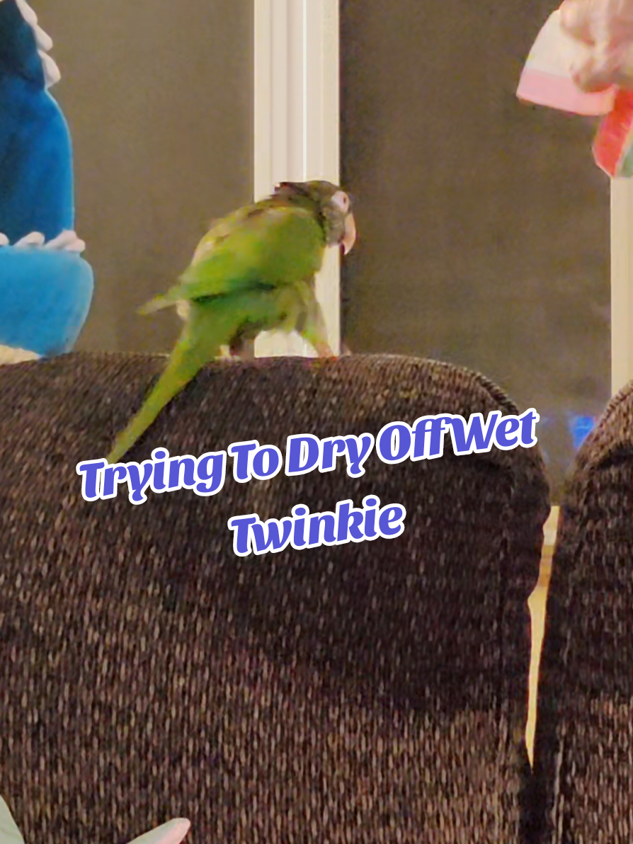 Trying To Dry Off Wet Twinkie #parrotsoftiktok #birdsoftiktok #cutebirds #parrot #talkingbirds #fyp 