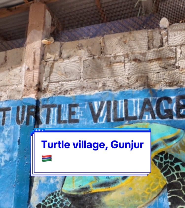 Visit CETAG ecotourism and conservation program in Gunjur village, The Gambia 🇬🇲 #thegambia🇬🇲 #africa #foryoupage❤️❤️ #westafrica #solotravel #smilingcoastofafrica #smilingcoast #fyp #holiday #gunjur #gunjurvillage #cetag #turtlevillage 