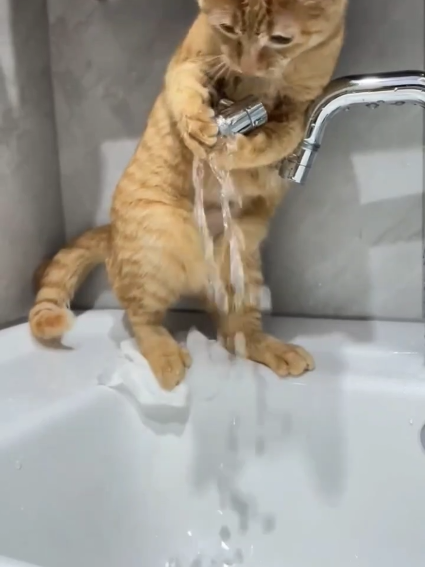 She's So Naughty ❤️😻🤣🤣 #foryoupage❤️❤️  #fyppppppppppppppppppppppp #fyp #catsvideo #kittenlove #viralcat #funnycats #cutenessoverloaded #baby #funnycats #kittenlove #foryoupage❤️❤️ #parati #vira #fyp 