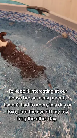 It's only been one week.🤣🤣🤣🤣😂😂 #funnydogs  #dogpoo 