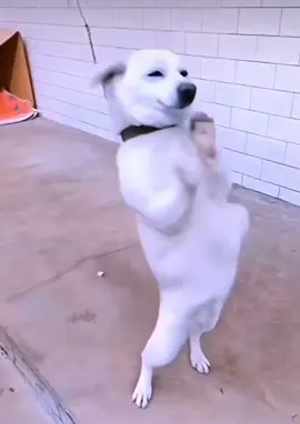 #dog #dance #fypシ 