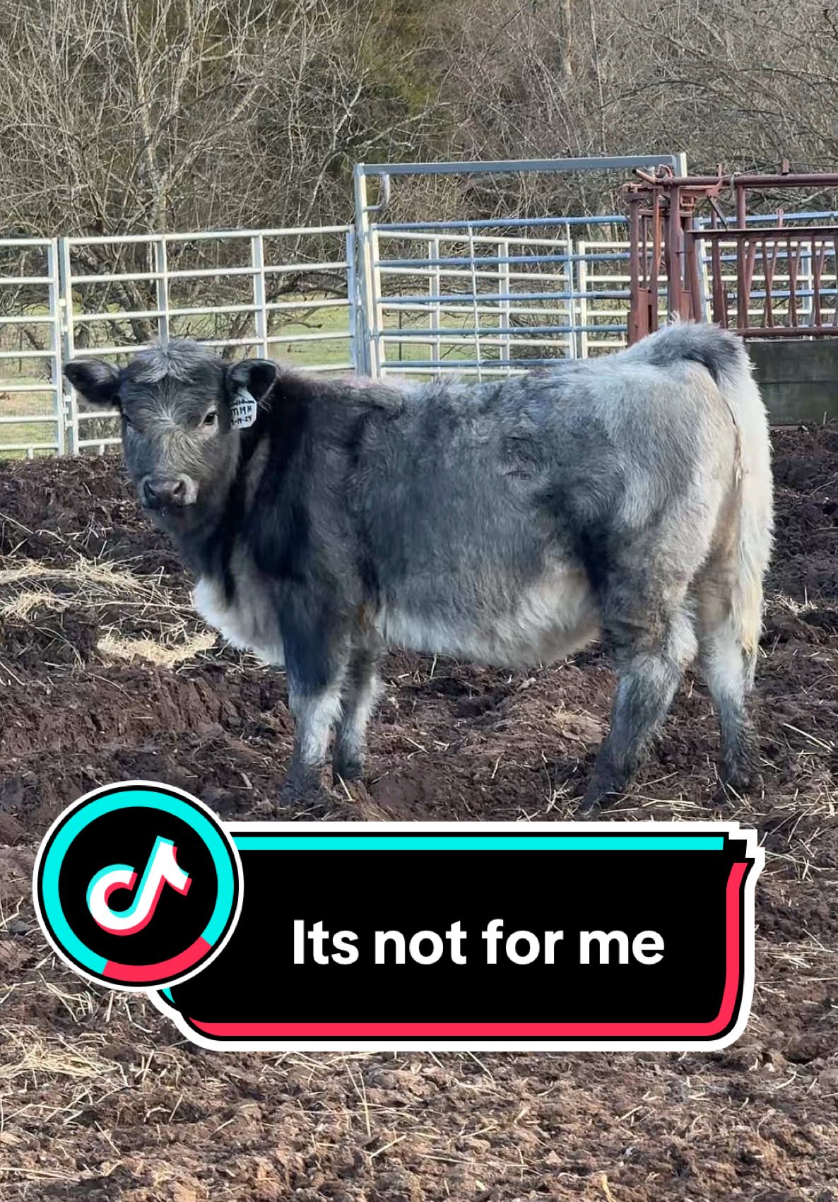 Calling it like I see it 😂#farm #cows #farmanimals #farmlife