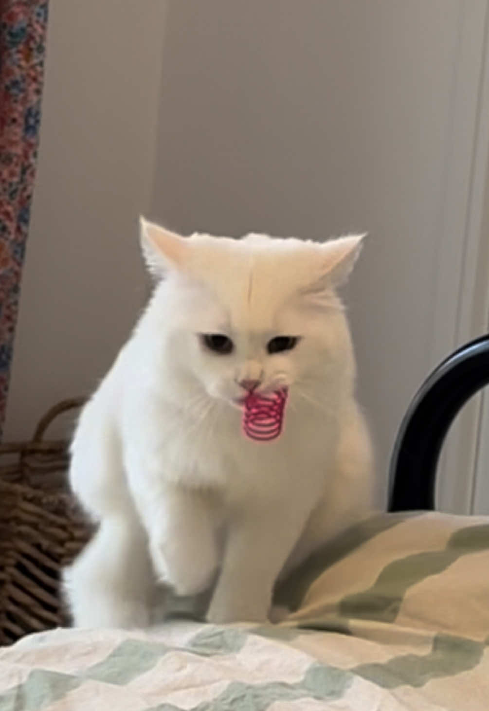 Pancake is the spring king 👑 (I cannot express enough how much he loves springs 😂) #catsoftiktok #cutecat #funnyvideo #play #siberiancat #spring #cats #cat #catlife #catlovers #fyp 