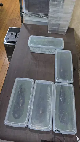 #クワカブの部屋 #作業音 