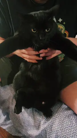 BOW 😻#fyp #catsoftiktok 