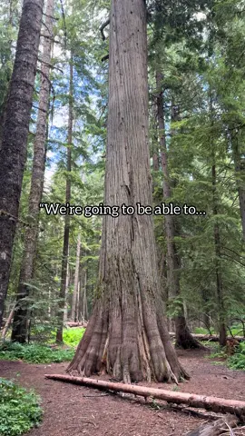 During two days of his new term, President Donald Trump signed more than 200 executive orders. These orders included declaring a “national energy emergency” and an executive order titled “Unleashing Alaska’s Extraordinary Resource Potential” attempting to roll back protections on over 9 million acres of Tongass National Forest, potentially opening them up for logging. The Trump administration has stated it seeks to rescind the Roadless Rule, which prohibits road construction and timber harvest on over 58 million acres of national forests across the country. During his first term, the Trump administration pushed through a rollback targeting the Eastside Screens which are restrictions put in place in the mid-1990s to protect the Pacific Northwest’s old-growth forests after decades of logging had put them at risk.  They prohibit loggers from targeting any trees east of the cascades larger than 21 inches in diameter. The screens protect trees in six national forests in eastern Oregon and Washington, comprising more than seven million acres of public land. While these trees only make up around 3% of trees in the region, they provide vital habitat for wildlife, and recent research indicates that they store 42% of the forests’ carbon.  Essentially their goal was specifically to open up logging to old growth trees. Today, February 26, 2025 Trump held a press conference stating a new Executive Order would be coming. He specifically stated, “we’re freeing up our forests, we’re going to be able to take down trees now.” Make no mistake - old growth trees and our forests are on the chopping block. Our forests are so much more than just trees for logging.