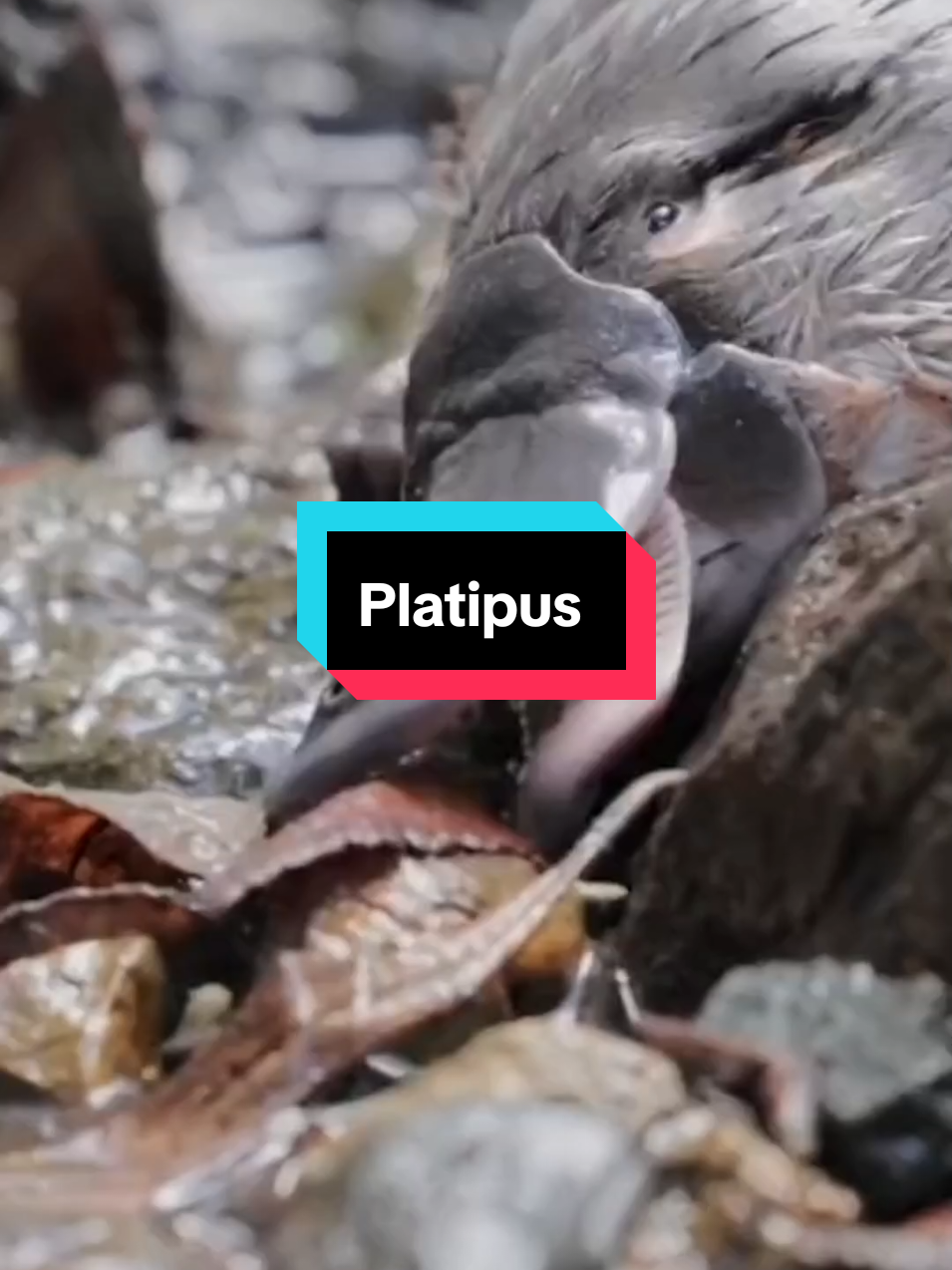 Platipus, Hewan Aneh yang Mirip Gabungan Beberapa Spesies! #fypシ゚viral #faktaunik #fyp #platipus 