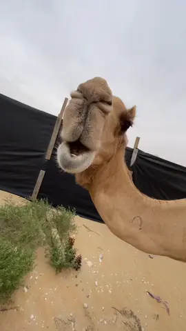 احلا وحده من نوني #fyp #foryou #جمل 