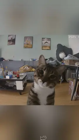 Crazy cat caught on security camera 😱#funnycat #cat #cats #Love 