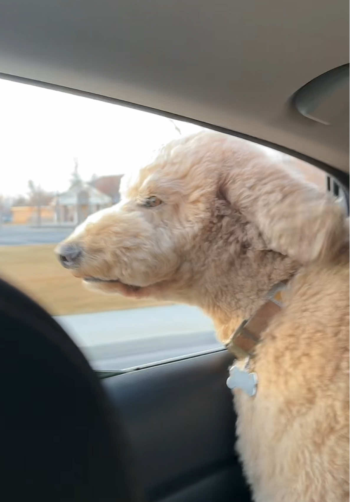 an adventure a day keeps the dogter away #dogs #dogsoftiktok 