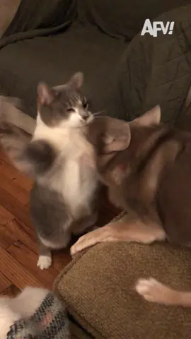 They could have put this bout on Pay Per View 😹 #afv #cats #dogs #funnyvideos