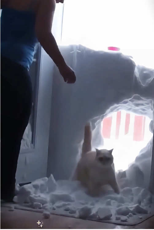 Cat sees snow for the first time❄️❄️#funny #pet #interesting #animal #petsarefun #animalsfunny #funnyanimals #cat 