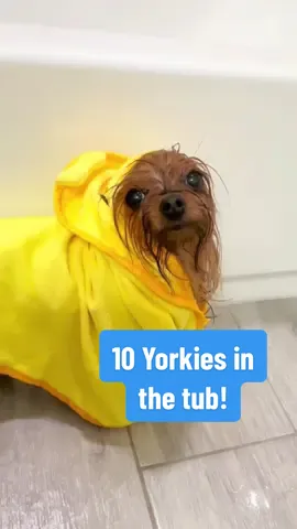 Rub-a-dub-dub, 10 Yorkies in a tub… and lots of rubber duckies! 🐥🛁💦 Note: - They are not cold, the door is closed with the space heater on and warm water to bathe in. If they were cold they’d be shivering.  - I consistently drain/refill the water so they’re not getting bathed in dirty water.  - Yes, we blow dry them afterwards.  - No, we don’t include Hunny in bath time, she can’t stand that long (new comers, she’s old).  - Most items (including the foaming soap dispenser and towels) are linked in my bio in my Amazon store front 🤍 #bathtime #dogbath #yorkies #yorkie #tubtime #splishsplash #rubadubdub #bath #bathtime #fyp #foryou #foryoupage