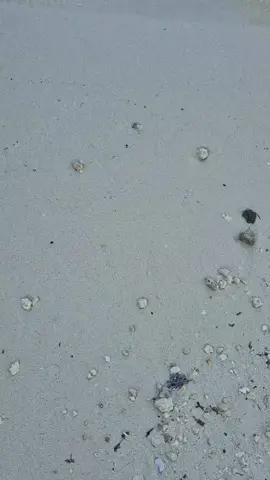 #marcaribe  #rivieramayamexico  #rivieramaya #playadelcarmen #xcaretarte #grupoxcaret #mar #aguaturquesa 