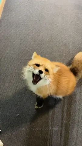 Episode 124 | funny foxes 🤣🤣#dog #funnydogs #dogs #fox #foxes #funnyfoxes #dogsoftiktok #funnypets #funnyviedo #foxesoftiktok #foryou 
