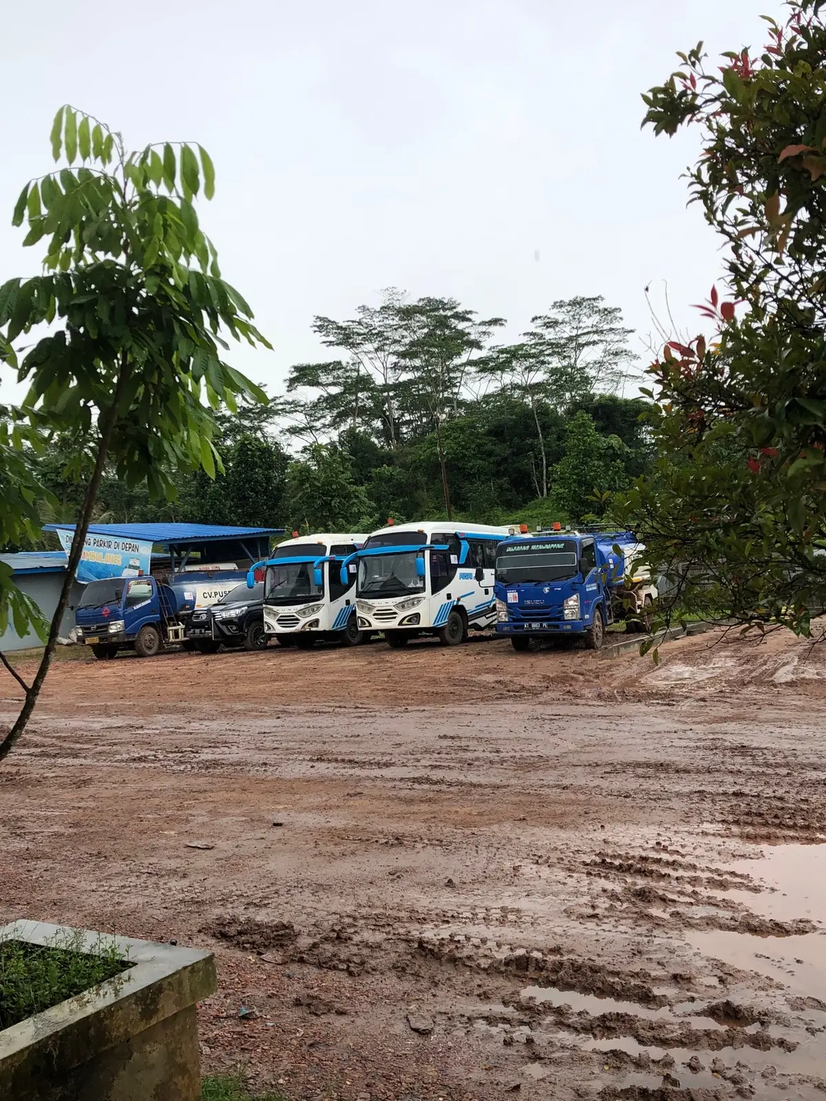 #kulitambangkalimantan #anakmudapalsu 