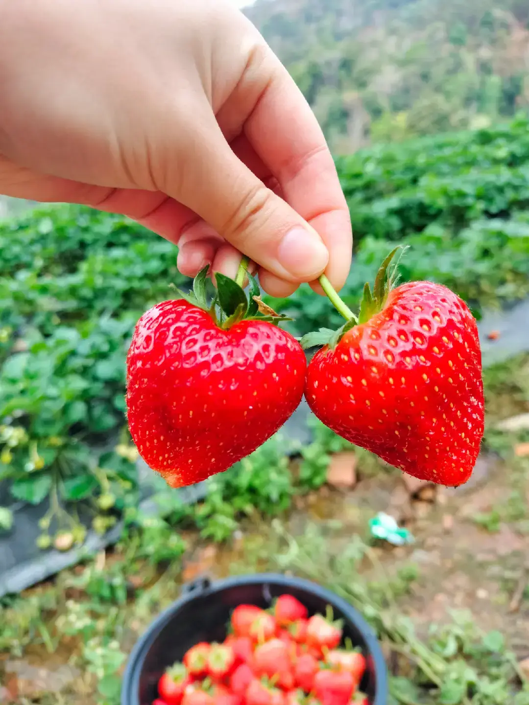 เก็บสตอเบอรี่สดๆจากสวน หวานฉ่ำ ลูกใหญ่มากก🍓🍓 #ความสุขที่บ้าน #ดีต่อใจสุดๆ  #ก่อนทำงาน