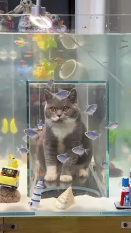 Unique fish tank #foryou #fyp #tiktok #cute 