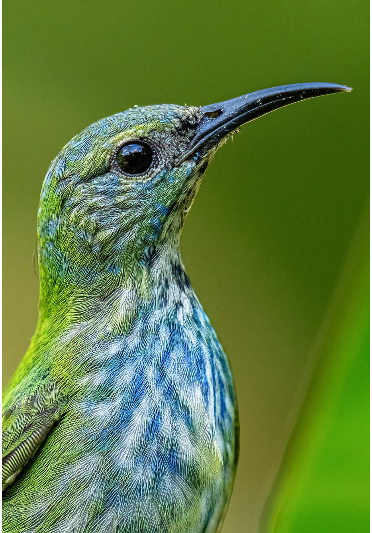 Costa Rica is a paradise like no other 🌴⛰️🌊 These are some of the best moments from 2 documentaries we had the pleasure to film in Costa Rica, one being “Kalu – Growing Up Wild” that is a short documentary about the challenges a baby spider monkey named Kalu faces growing up in the jungle of the Osa Peninsula. Produced with support from the @biosurfoundation , an NGO working to protect rainforest in Costa Rica. You can watch the full version on the link in our bio! And the other one is HEART OF THE OSA, a short documentary about the wildlife and conservationists of the Osa Peninsula in Costa Rica, you can find on the @globalsustainabilitycollective youtube channel! Produced by @wildreachproductions  #CostaRica #VisitCostaRica #wildlife #wildlifefilmmaking