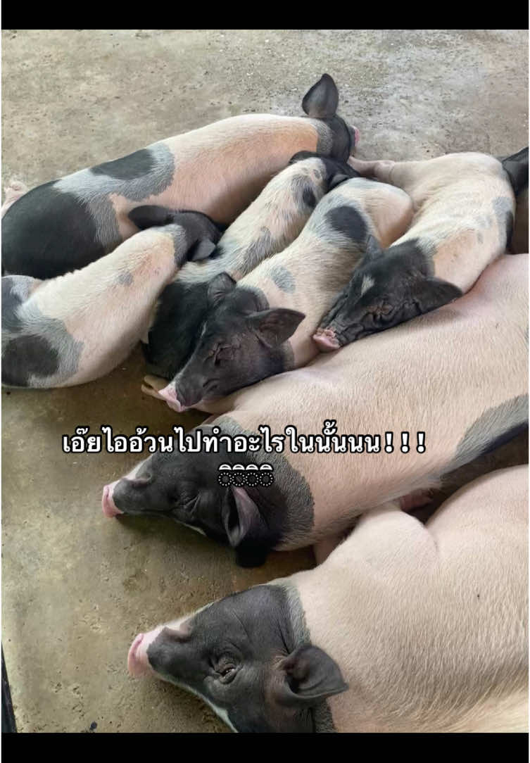 #เธรดคลั่งรัก #เธรแฟนเปนหมูอุ้ดๆ 