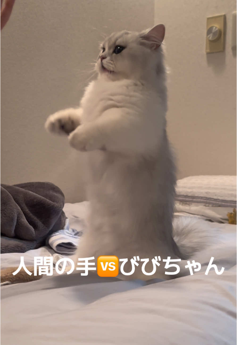 世界一かわいいポカポカ攻撃 #ミヌエット子猫 #ミヌエット #ミヌエット短足 #猫がいる生活 #ミヌエットのびびちゃん 