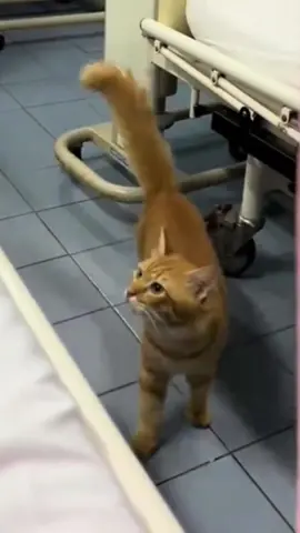Warm hearted stray cat.#animal #cats #Love #amazing #pets #hospital #tik_tok #fouryou #fyp 