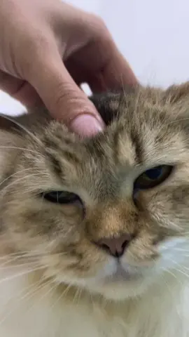 Pening nyaaaaaa palaaa #cat#kucing #catsoftiktok #sound 