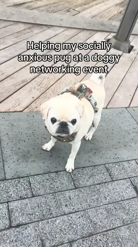 Solid effort, Smokes! #socialanxiety 