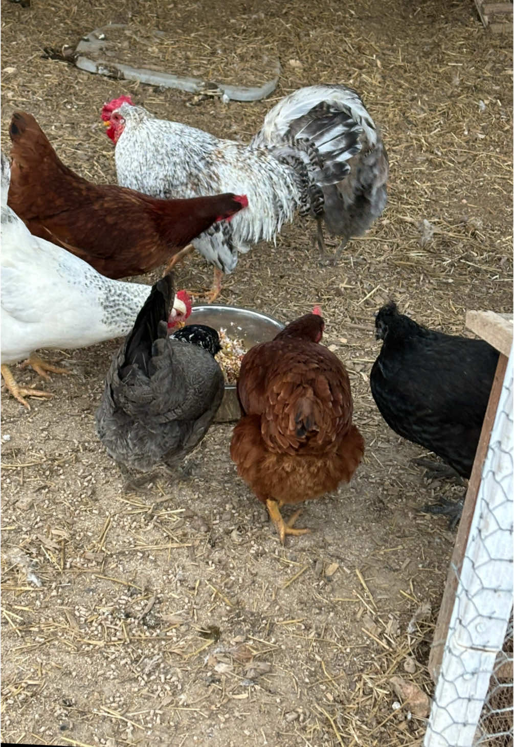 #moneymakers #iknowwhatigot #fyp #fypシ #sydneybuck1 #chickensoftiktok #womenwithapurpose #fypage #fypシ゚viral #genxtiktokers #eggs