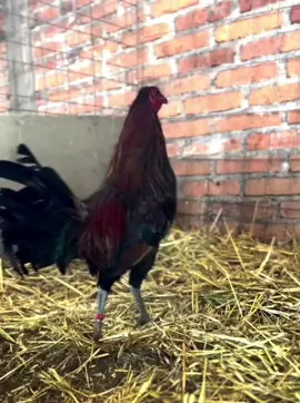 #gallos #michoacan #🐓 #rancho #fyu #parati #🐓🐓  #gallosdeprimernivel 