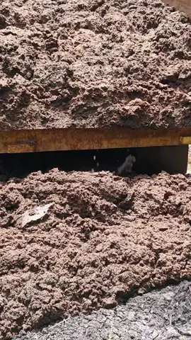 pupuk organik yang lagi diecer ke gawangan sawit. kandungan nutrisi pupuk solid. #petanisawitsukses #kebunsawit #pemupukansawit #pupukorganikterbaik #pupuksawitterbaik 