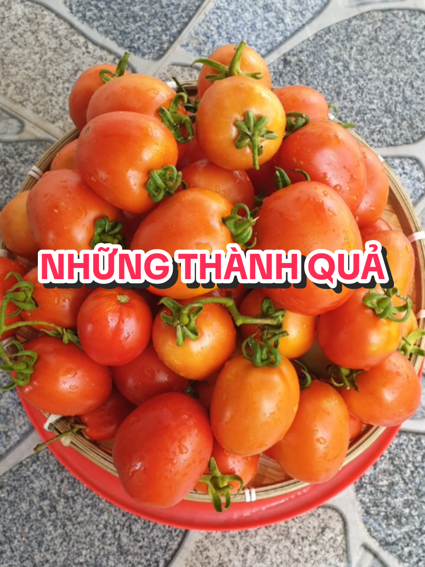 #chamsoccay #binhyen  #damme #nghienvuon  #vuive #yeumauxanh  #vuonnhabong #nongnghiep 