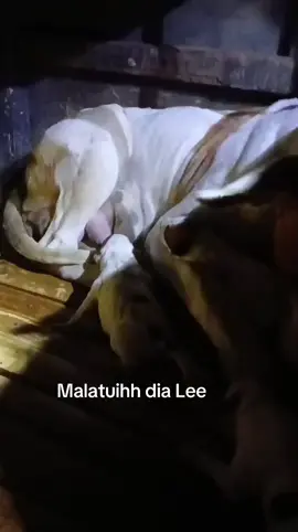 #ASIXteam #berburubabihutan #porbi50kota #porbicigudegbersatu #porbijabar #dogsoftiktok #bujanggadihparenten #like #fypシ゚viral 