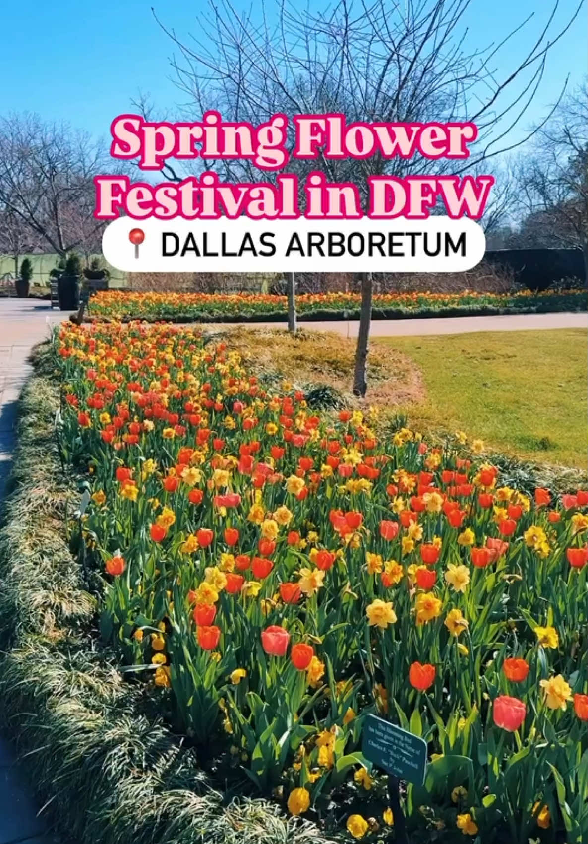 🌟 Spring Flower Festival in DFW at The Dallas Arbooretum🌟 📍 8525 Garland Road, Dallas, TX 75218 Why we love it: ❤️ Dallas Blooms at The Dallas Arboretum is the largest floral show in the southwest! ❤️ Spring is in full bloom here with spring flowers including tulips, pansies, daffodils, and more. Each week, new flowers and plants will bloom!  ❤️ There are some super cool statues by Ron Seward on display, including a massive 20’ sculpture of two women sitting on a bench.  ❤️ Make sure the visit the children’s garden for even more fun! Good to know: - This event runs through April 13.  - Hours are 9am-5pm daily.  - Tickets range from $13-$22 and children under 2 are free. There is an additional charge for parking.
