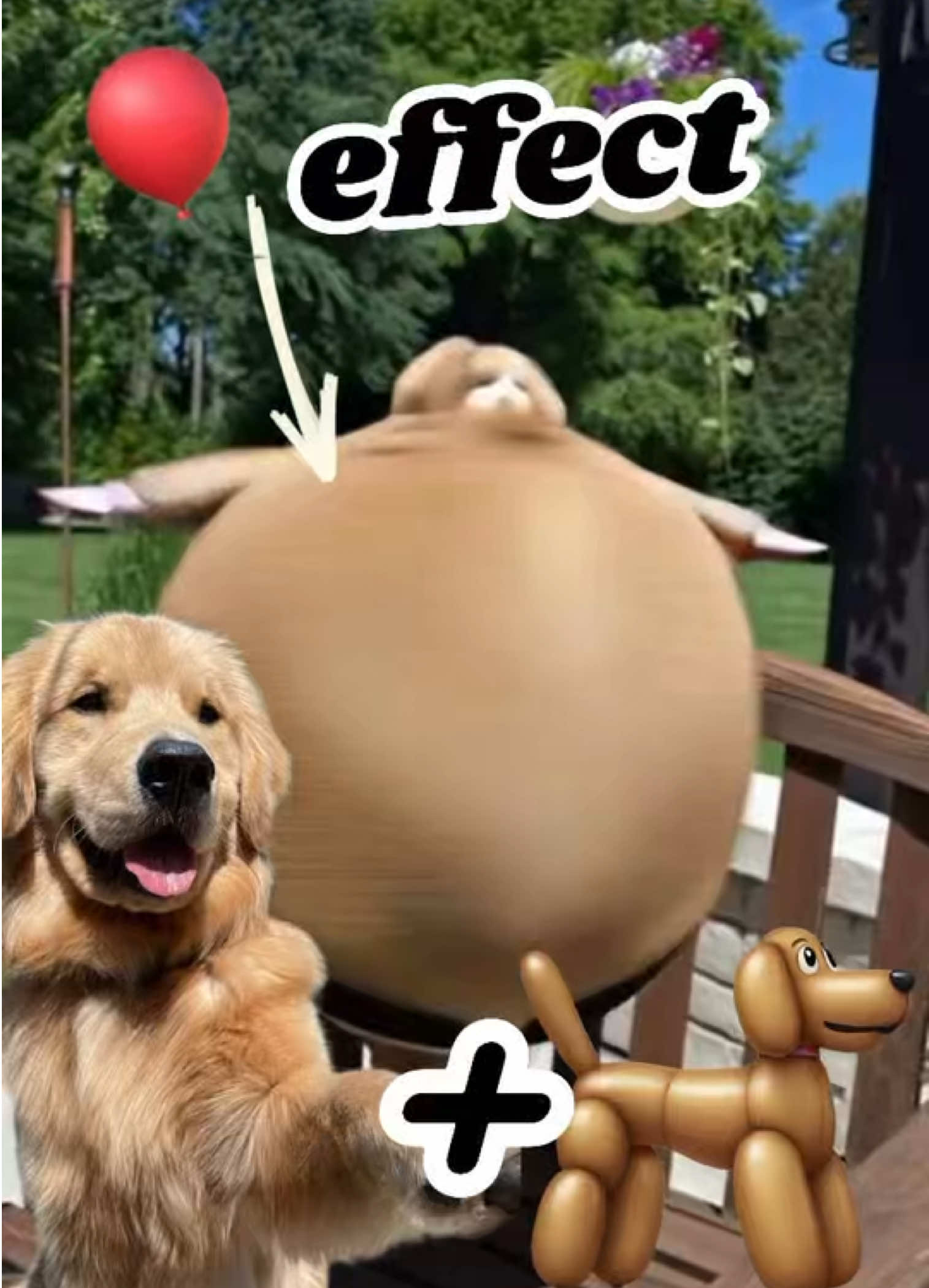 Your dog as a balloon 🐶😂🎈 New funny balloon CapCut effect  Please use and share 🫶 @CapCut Deutschland  #luftballon #balloon #ballon #trend #funny #fyp #viral #witzig #aifilter #new #effect #CapCut #capcutliebe 